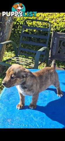 Brindle English Staffy X Puppies