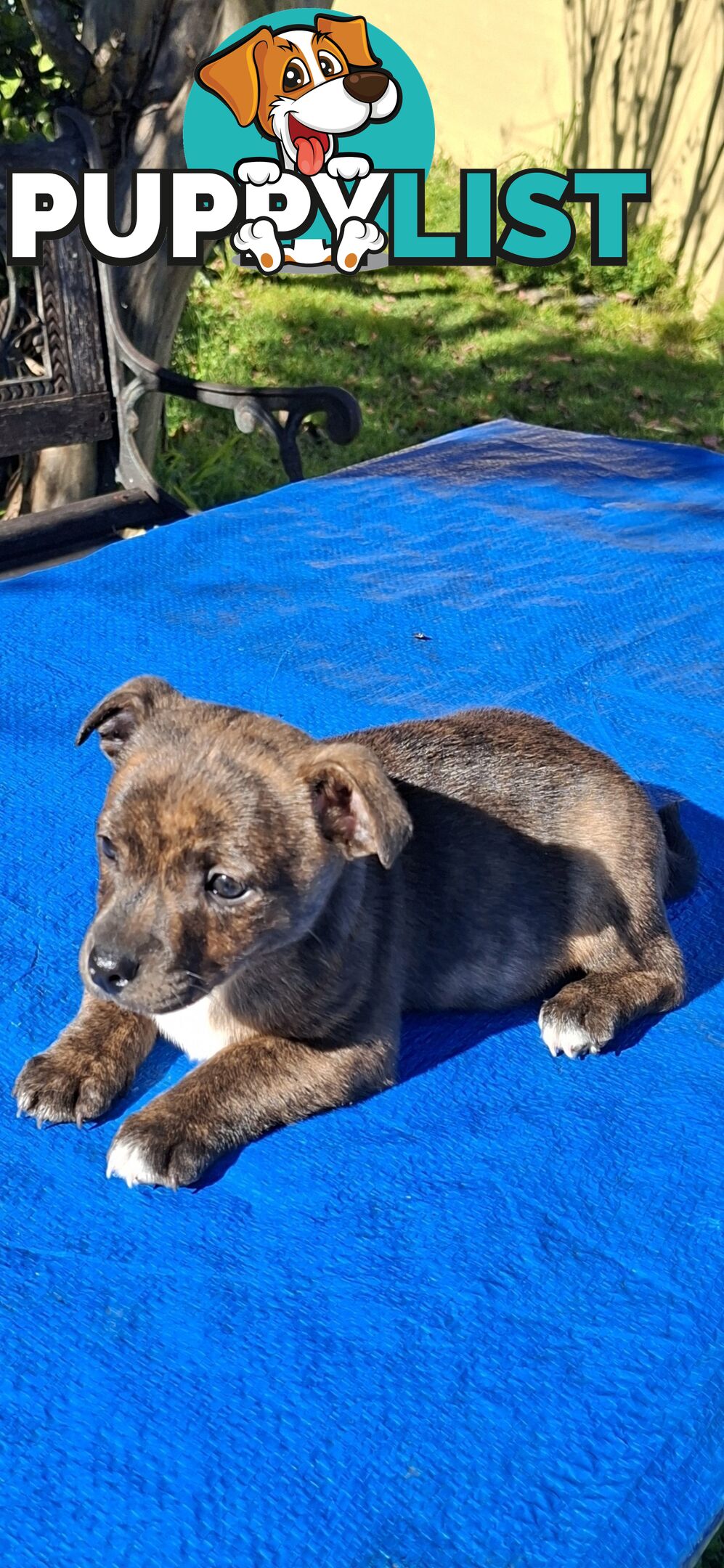 Brindle English Staffy X Puppies