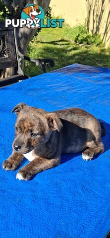 Brindle English Staffy X Puppies