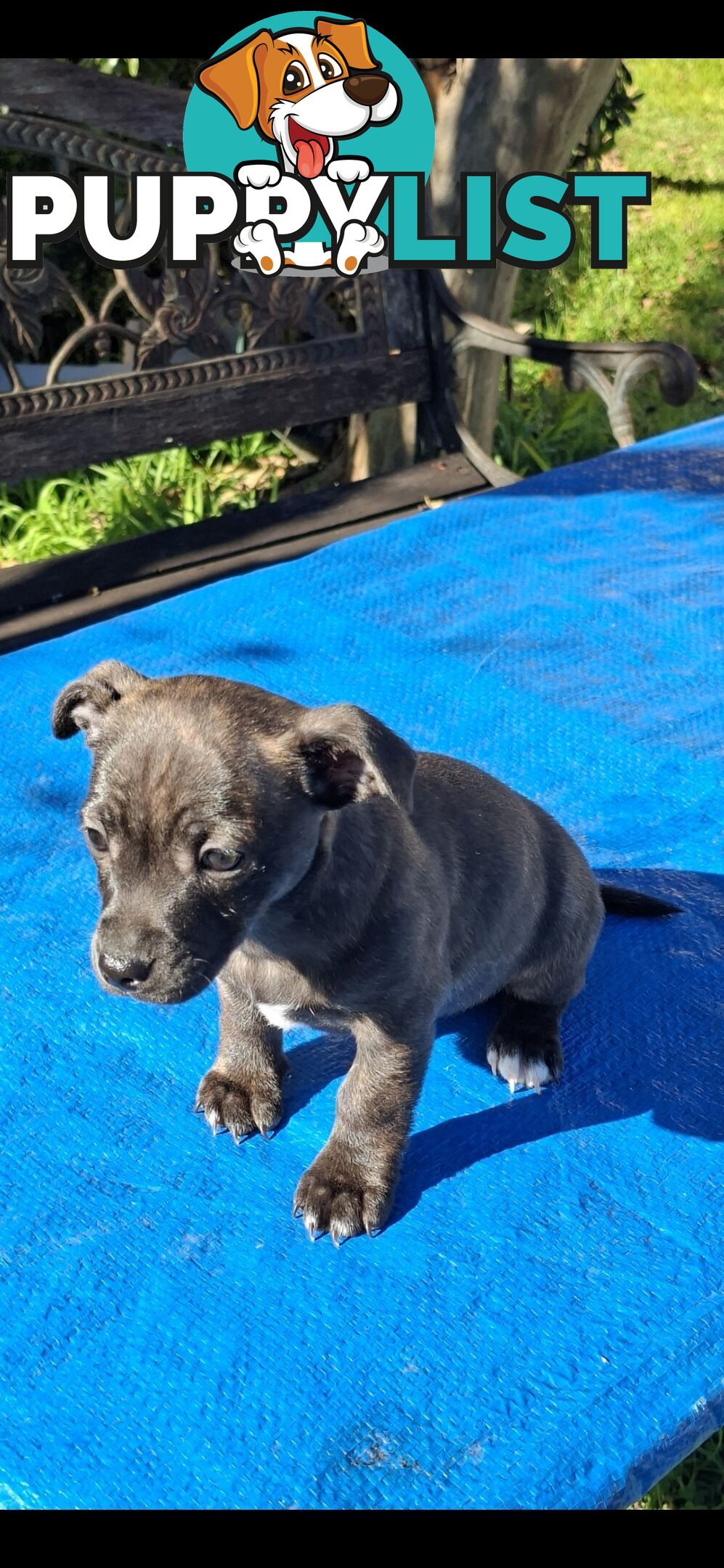 Brindle English Staffy X Puppies