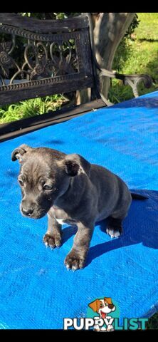 Brindle English Staffy X Puppies