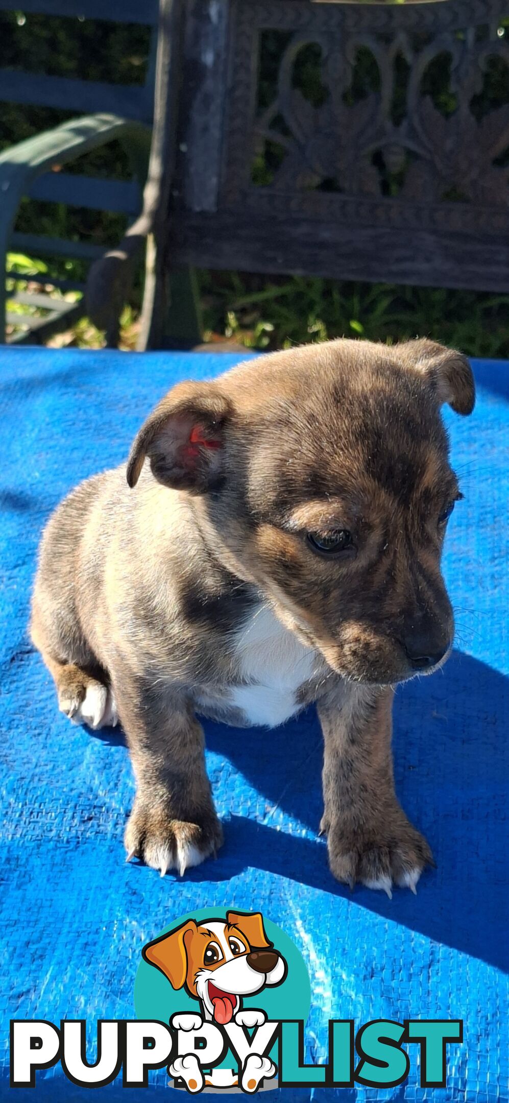 Brindle English Staffy X Puppies
