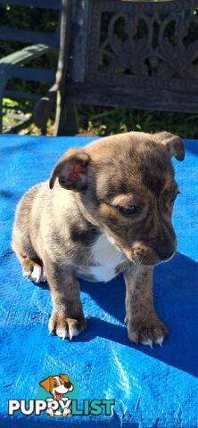 Brindle English Staffy X Puppies
