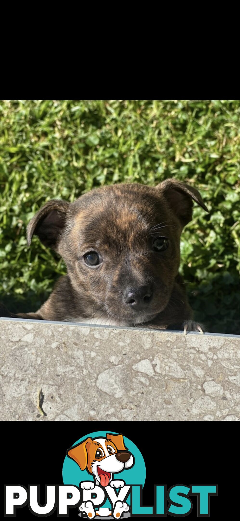 Brindle English Staffy X Puppies