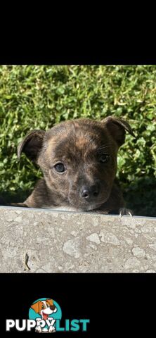 Brindle English Staffy X Puppies