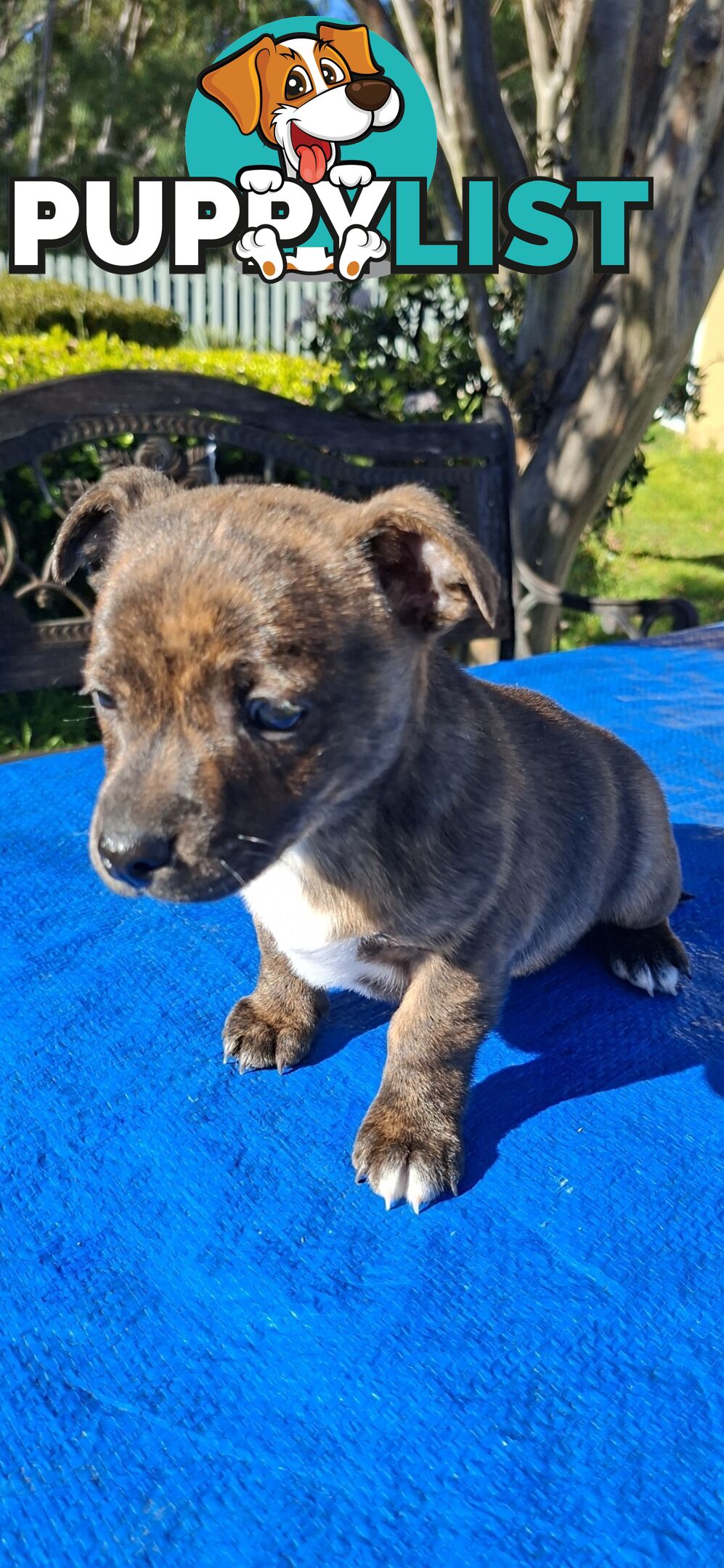 Brindle English Staffy X Puppies