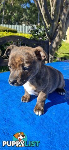 Brindle English Staffy X Puppies