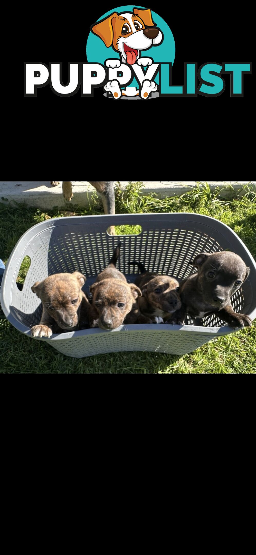 Brindle English Staffy X Puppies
