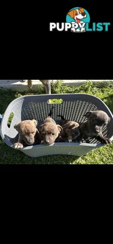 Brindle English Staffy X Puppies