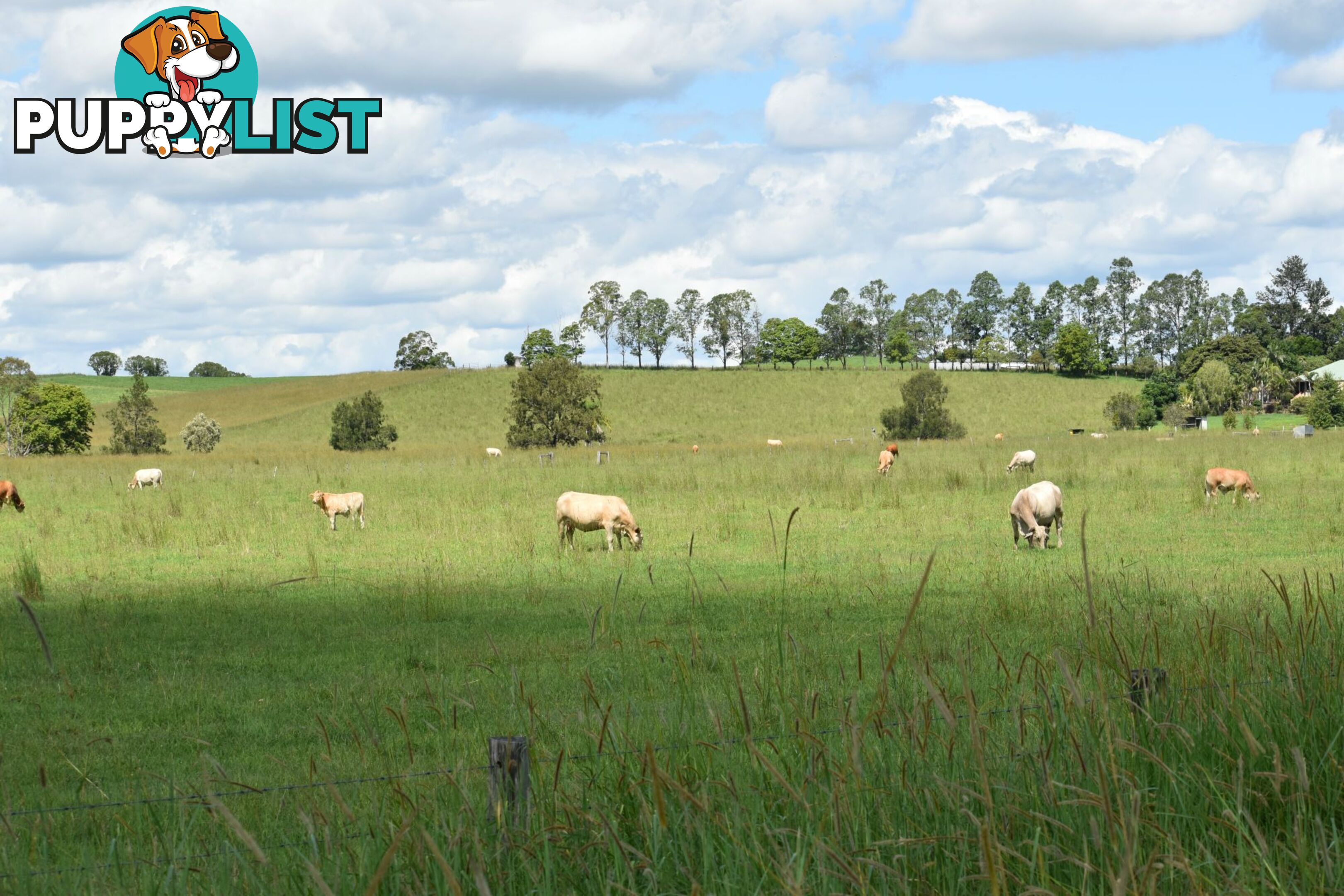 Lot 321 Summerland Way Kyogle NSW 2474