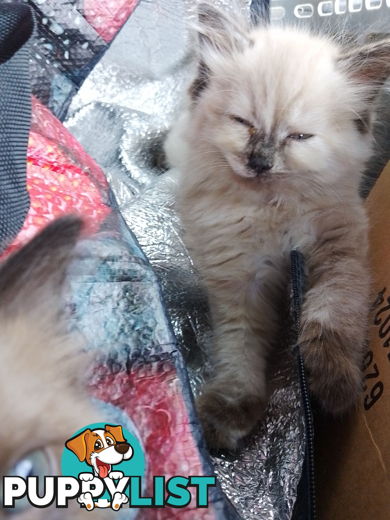 6 Ragdoll X Scottish fold/Persian kittens ready!