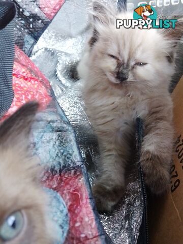 6 Ragdoll X Scottish fold/Persian kittens ready!