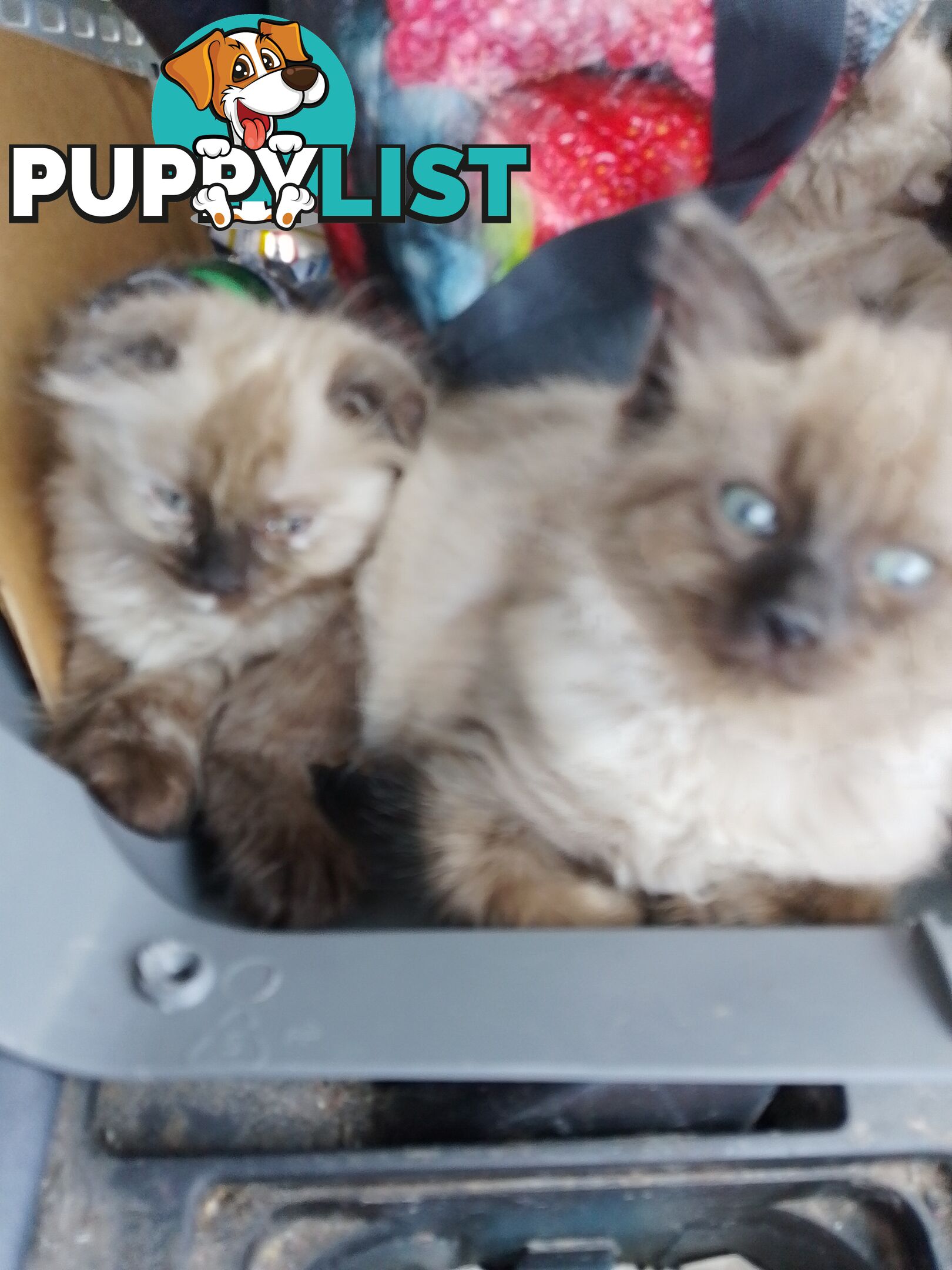 6 Ragdoll X Scottish fold/Persian kittens ready!