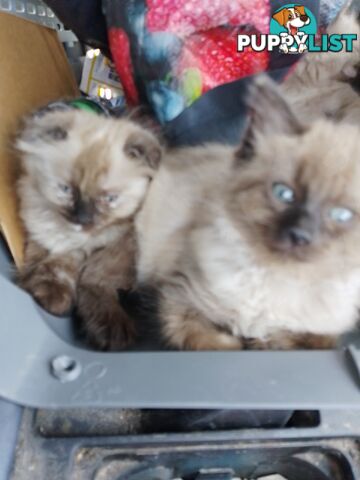 6 Ragdoll X Scottish fold/Persian kittens ready!