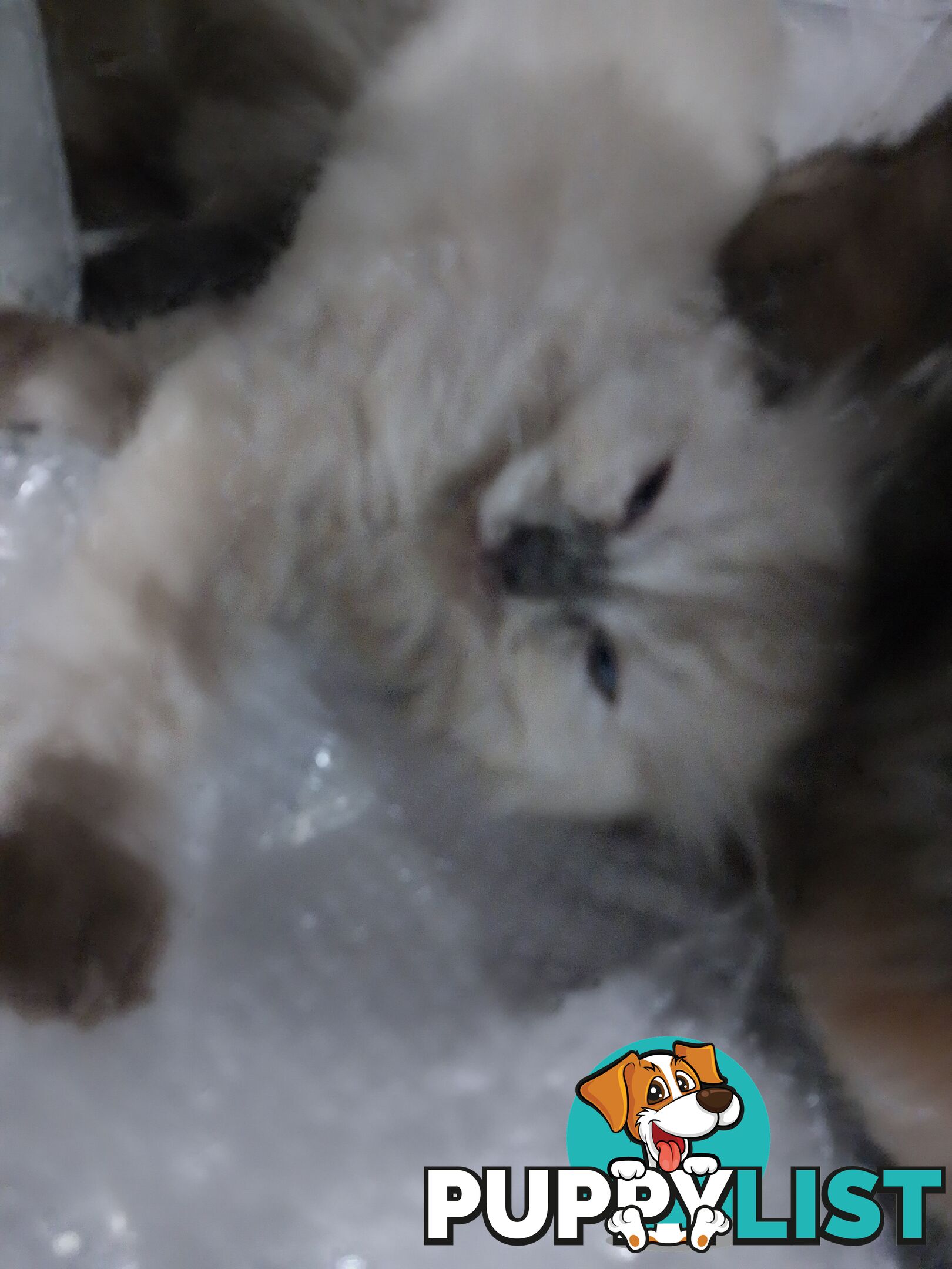 6 Ragdoll X Scottish fold/Persian kittens ready!