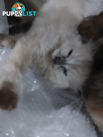 6 Ragdoll X Scottish fold/Persian kittens ready!