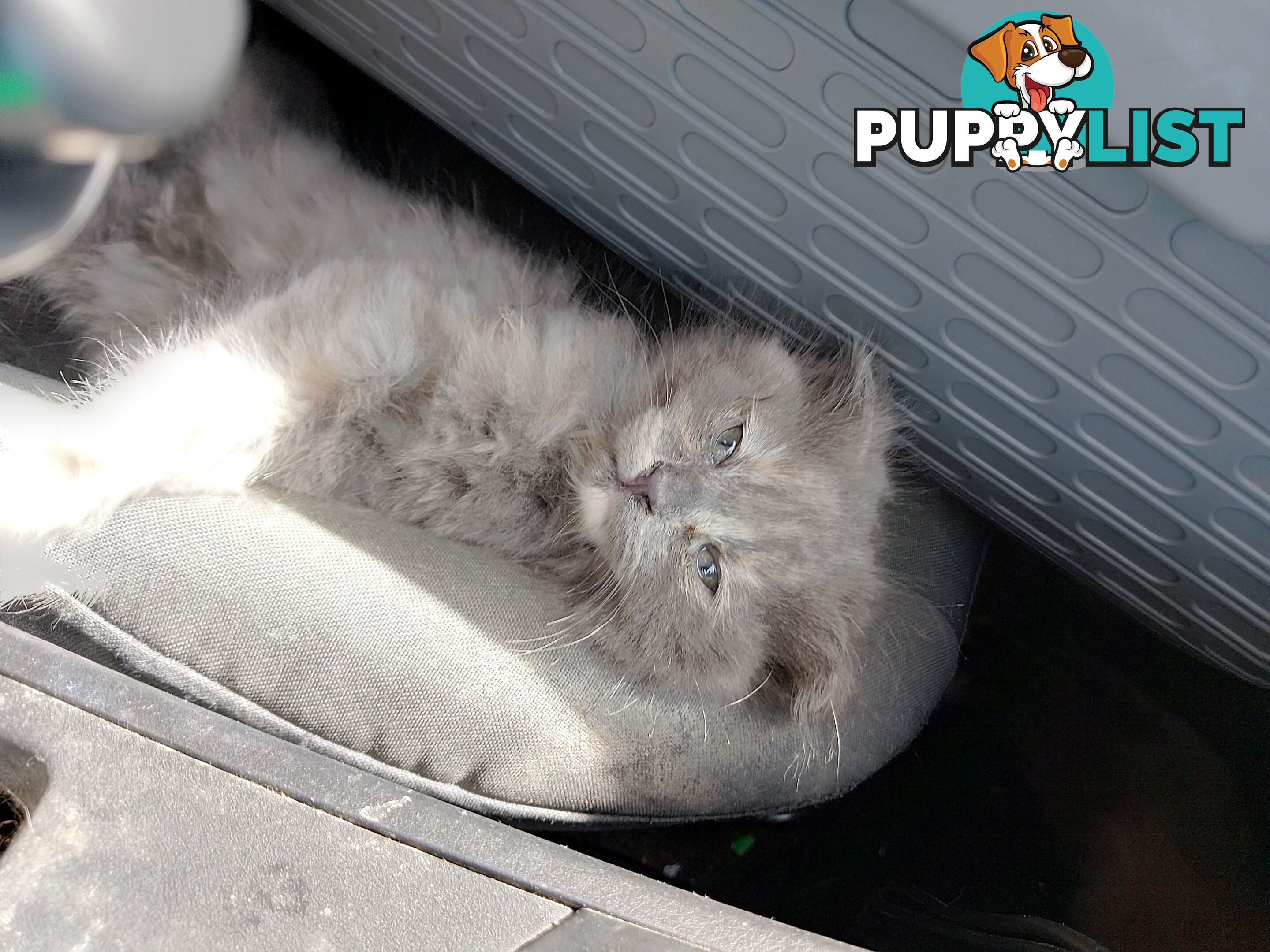 6 Ragdoll X Scottish fold/Persian kittens ready!