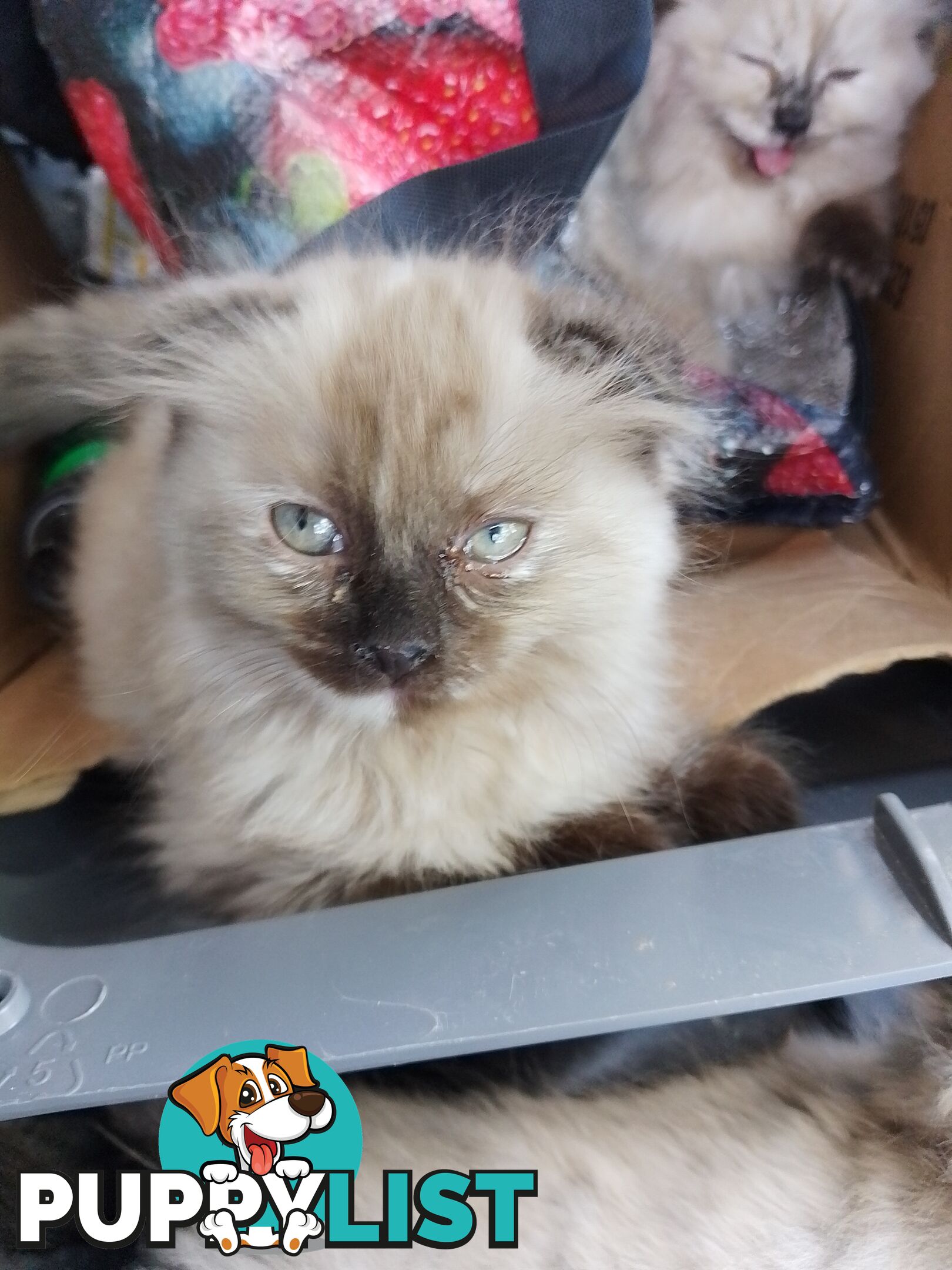 6 Ragdoll X Scottish fold/Persian kittens ready!