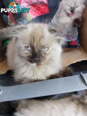 6 Ragdoll X Scottish fold/Persian kittens ready!