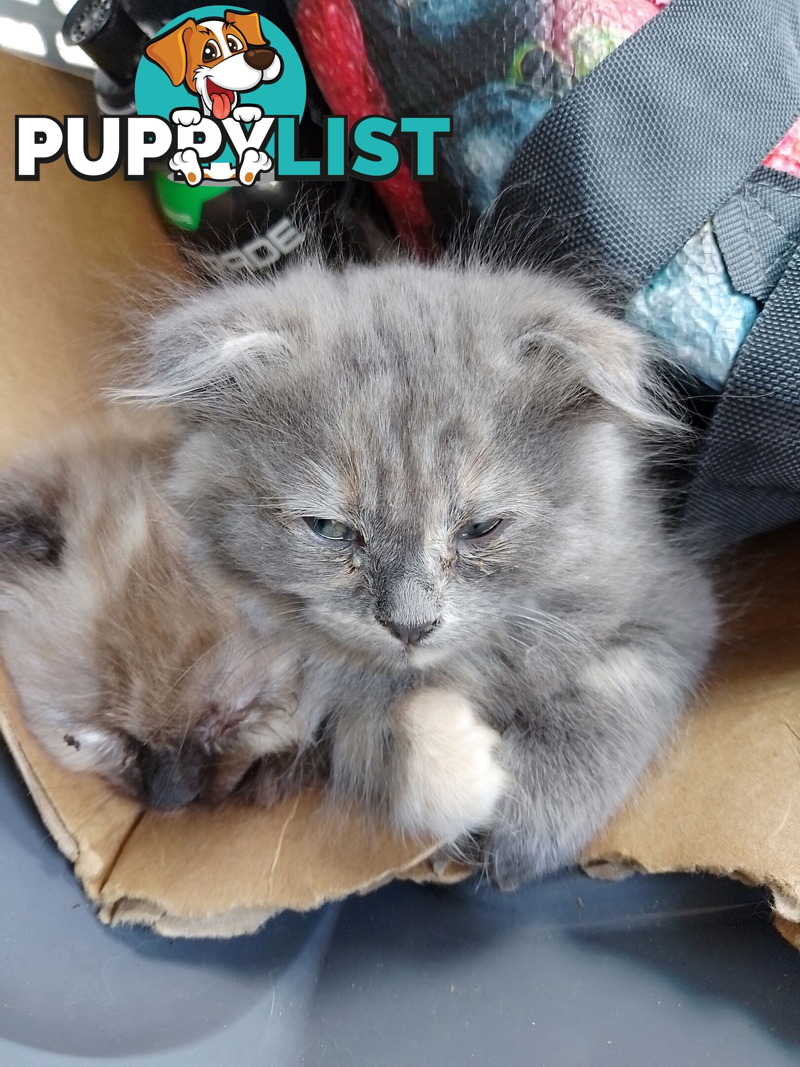 6 Ragdoll X Scottish fold/Persian kittens ready!