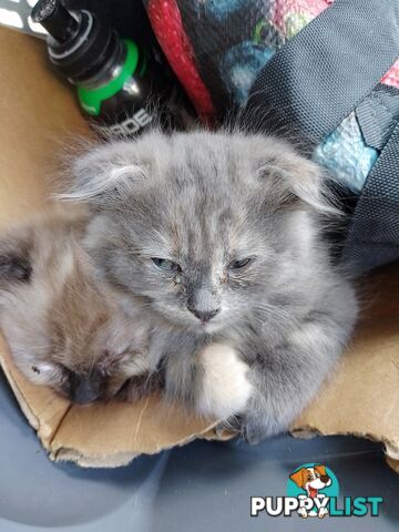 6 Ragdoll X Scottish fold/Persian kittens ready!