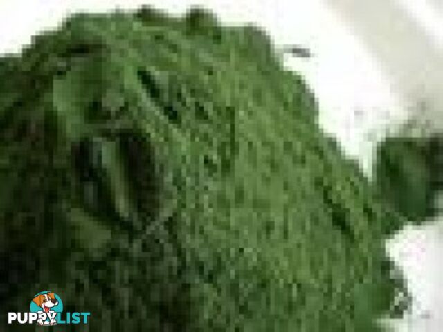 Spirulina Powder, Organic  - 50 grams - Green Living Australia - MPN: 1541