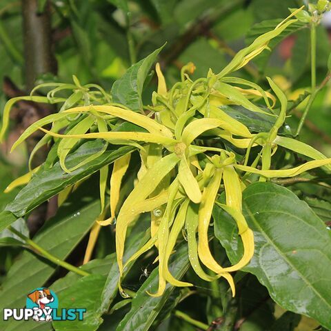 Ylang Ylang Essential Oil - Green Living Australia - MPN: 1810-ALL