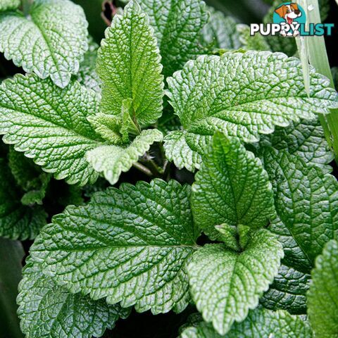 Peppermint Essential Oil - Green Living Australia - MPN: 1244-ALL