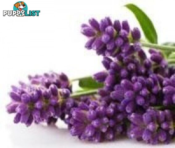 Lavender Flowers - 50 grams - Green Living Australia - MPN: 1526