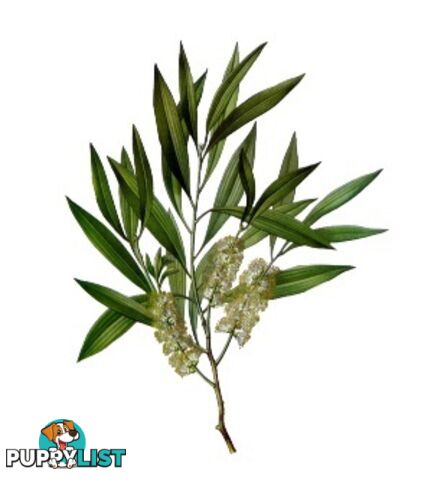 Tea Tree Essential Oil - Green Living Australia - MPN: 1537-ALL