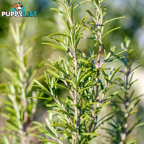 Rosemary Essential Oil - Green Living Australia - MPN: 1243-ALL