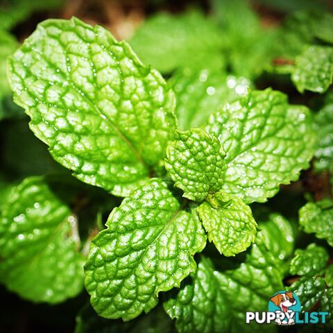 Spearmint Essential Oil - Green Living Australia - MPN: 3063-ALL