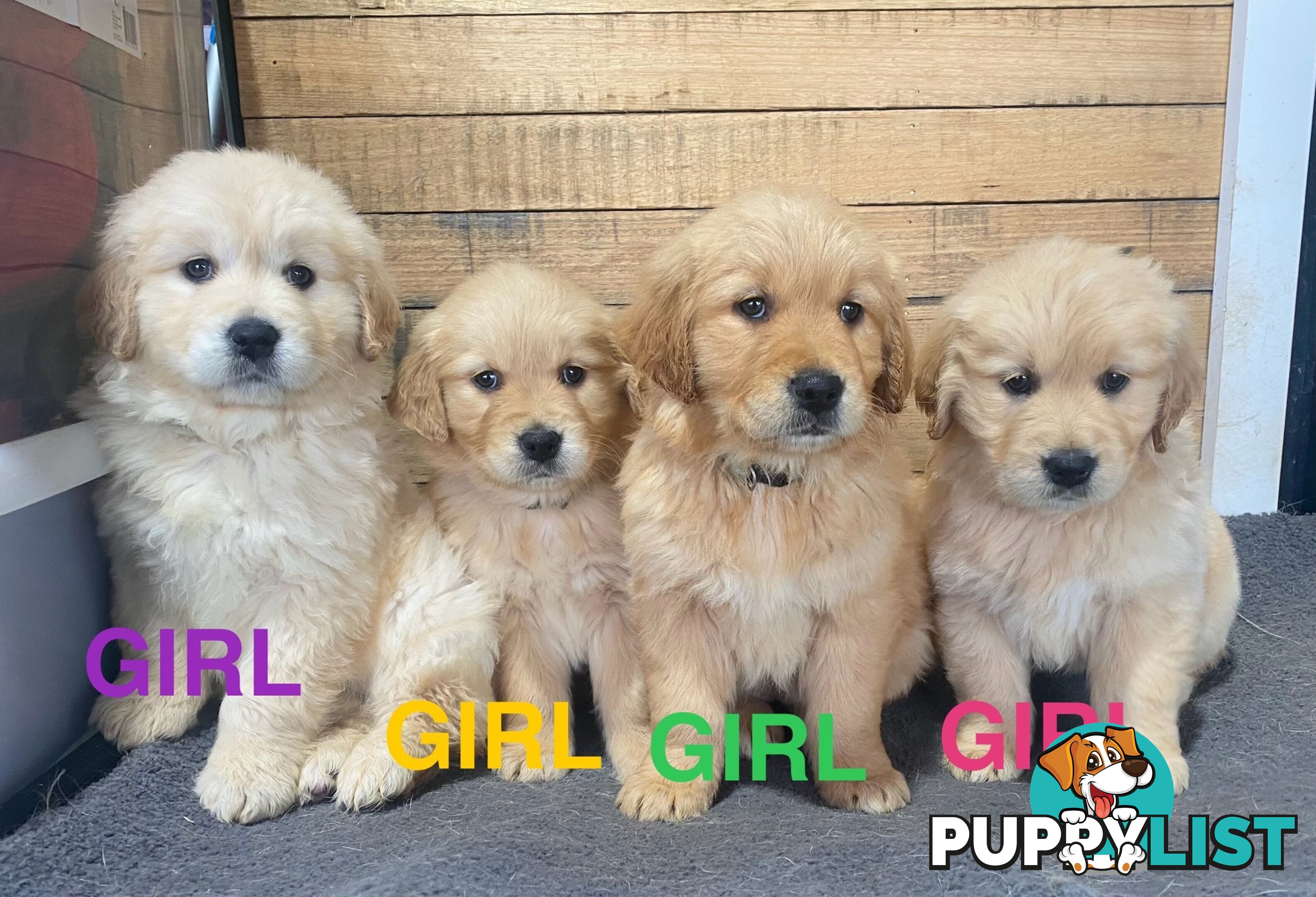 Gorgeous Golden Retriever Puppies