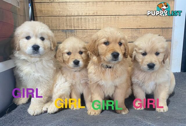 Gorgeous Golden Retriever Puppies