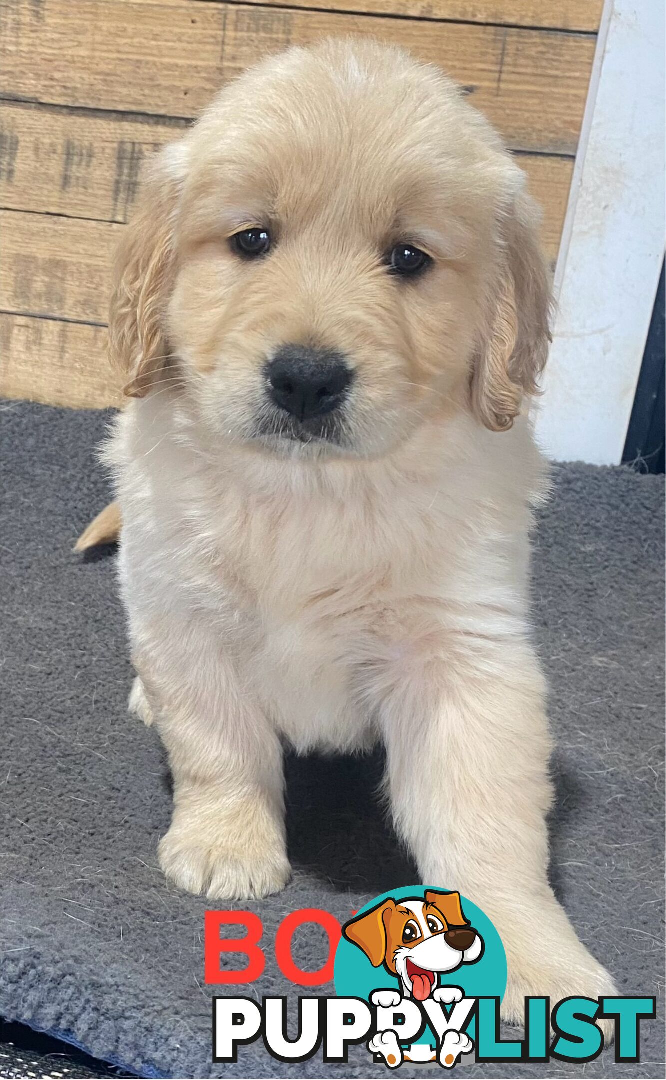 Gorgeous Golden Retriever Puppies