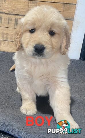 Gorgeous Golden Retriever Puppies