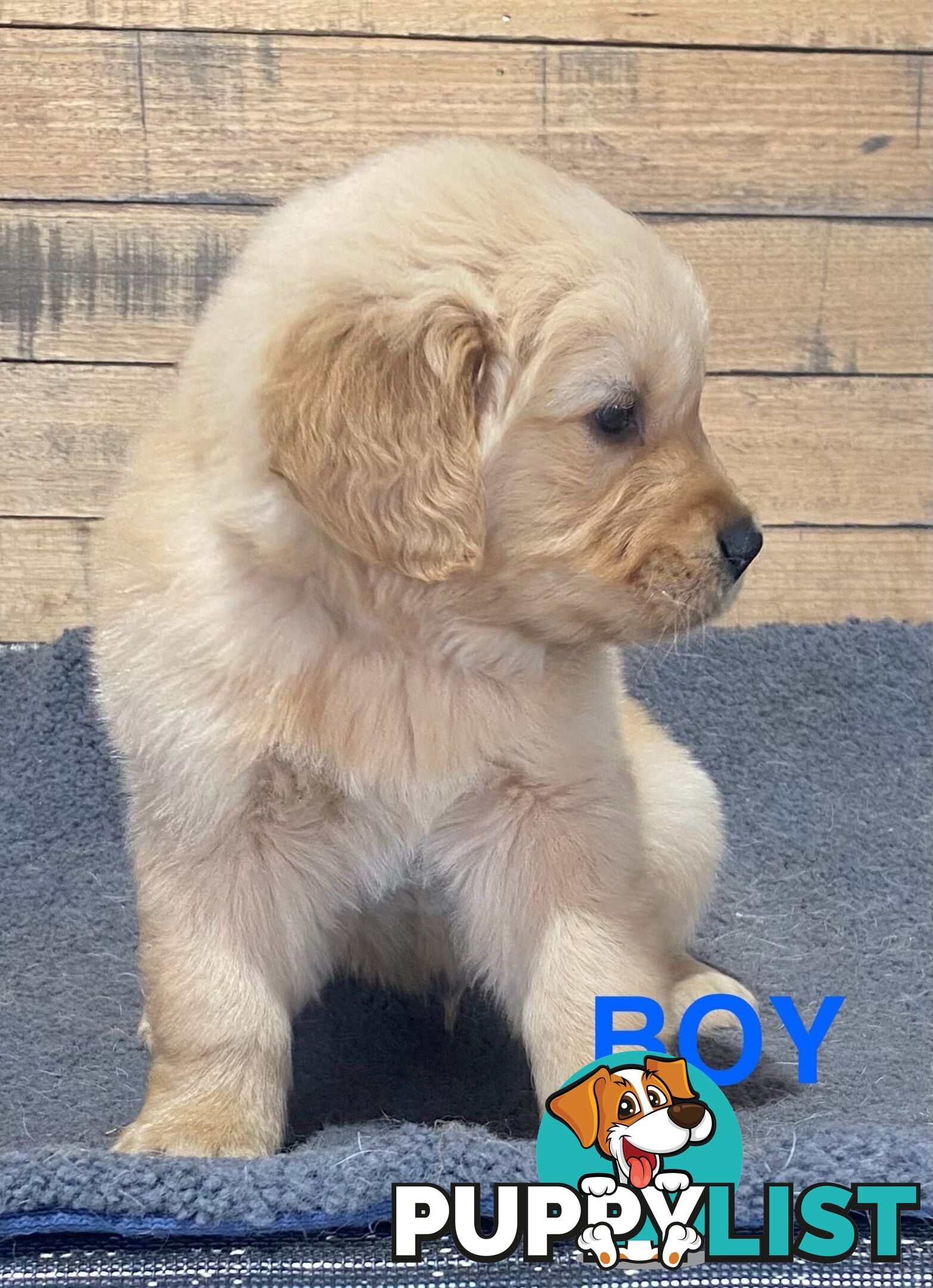 Gorgeous Golden Retriever Puppies