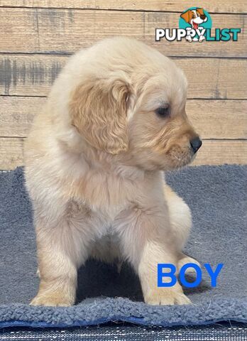 Gorgeous Golden Retriever Puppies