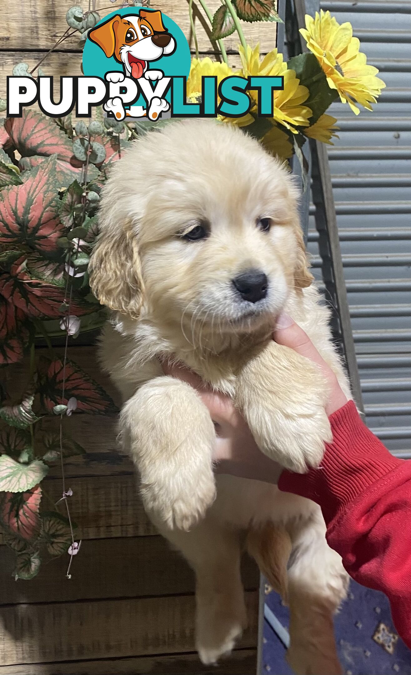 Gorgeous Golden Retriever Puppies