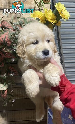 Gorgeous Golden Retriever Puppies