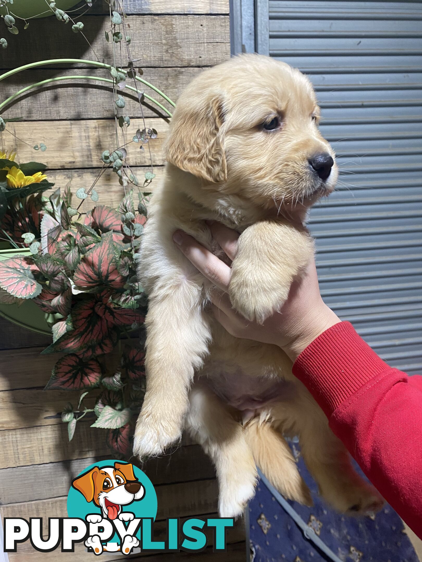 Gorgeous Golden Retriever Puppies