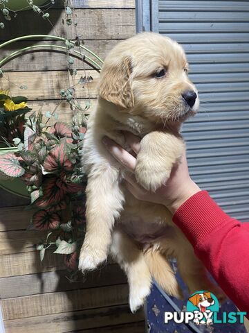 Gorgeous Golden Retriever Puppies