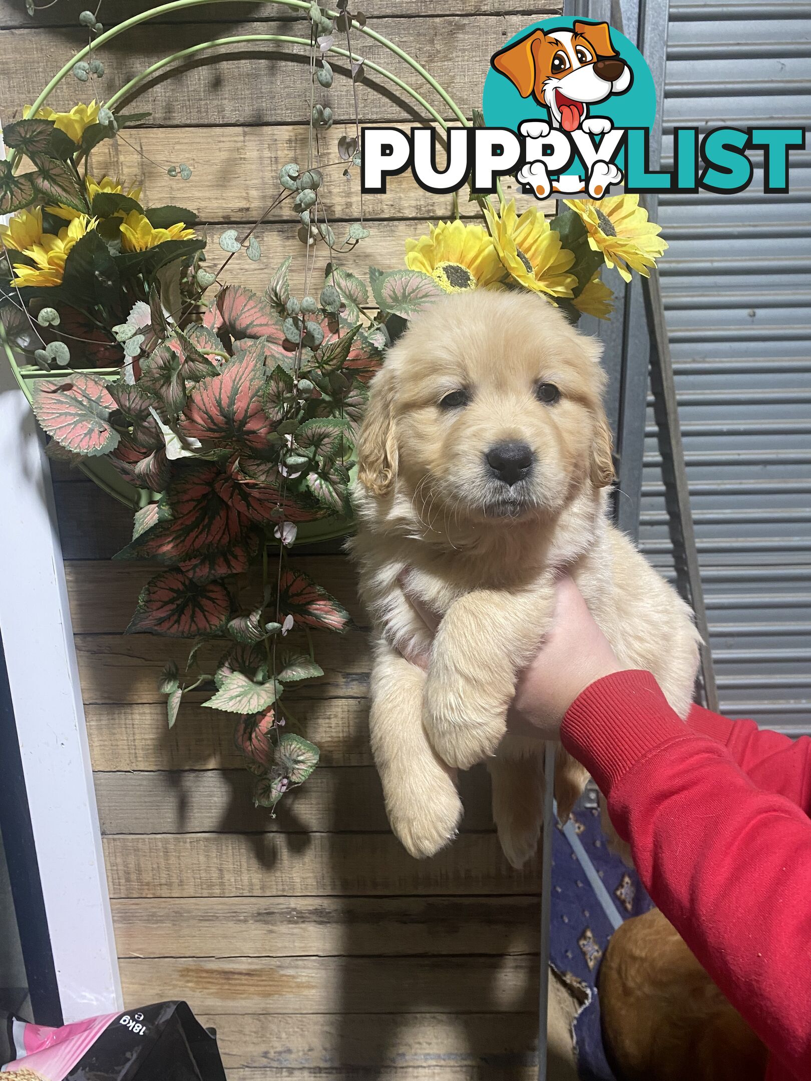 Gorgeous Golden Retriever Puppies