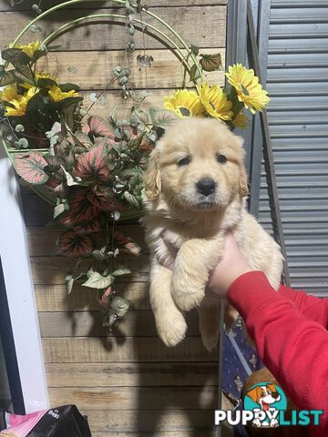 Gorgeous Golden Retriever Puppies