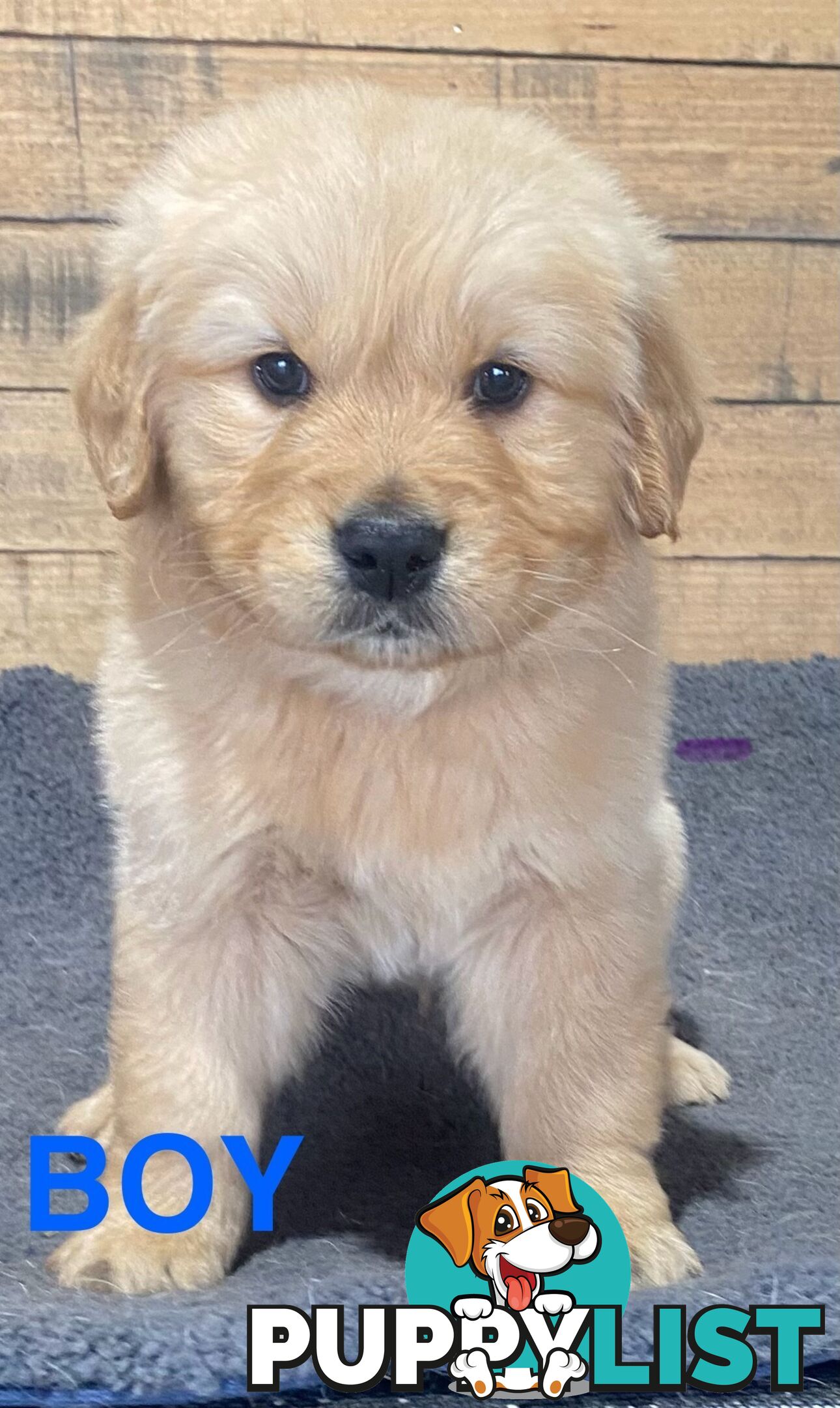 Gorgeous Golden Retriever Puppies