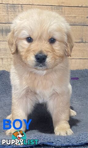 Gorgeous Golden Retriever Puppies