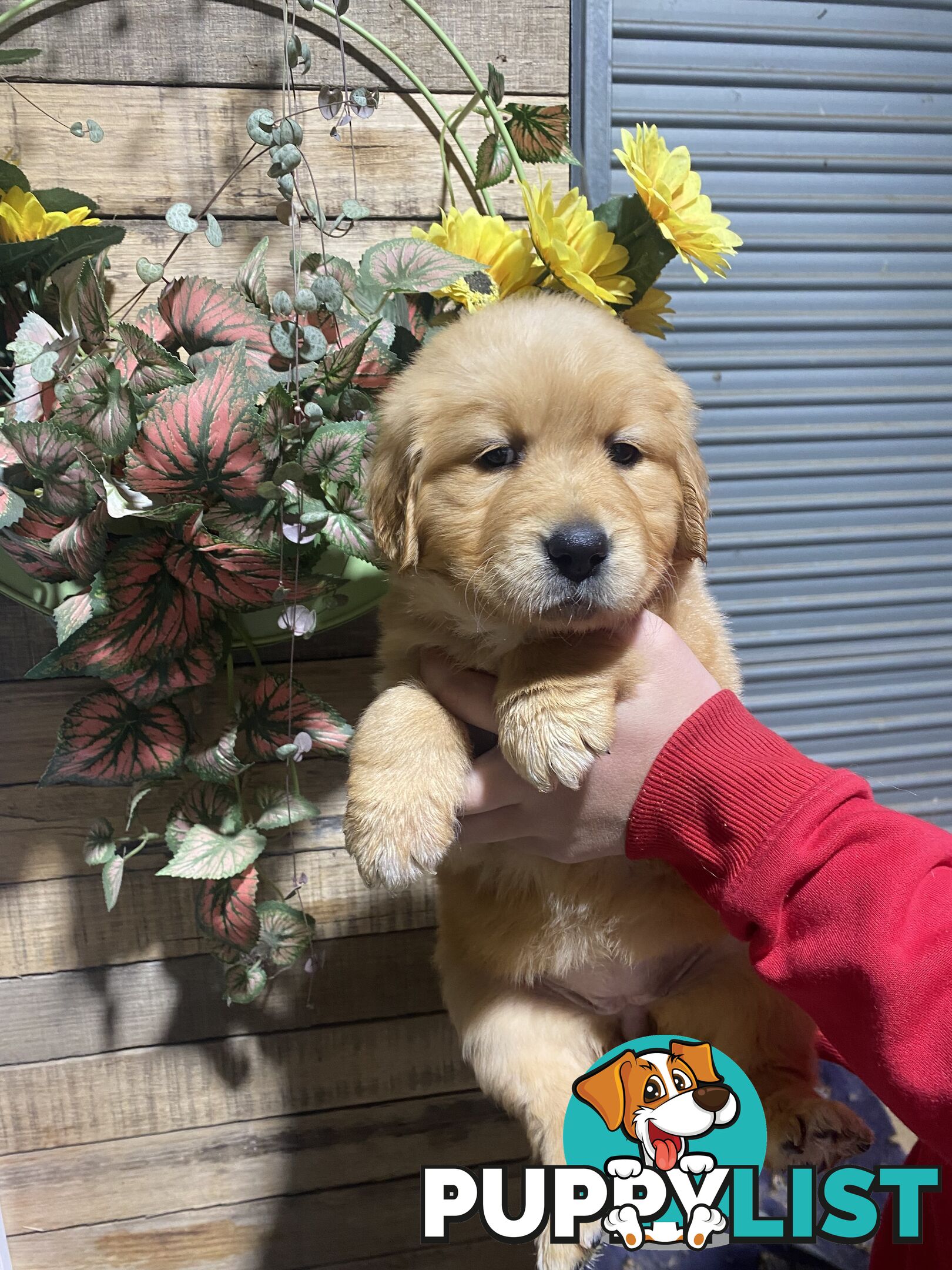 Gorgeous Golden Retriever Puppies