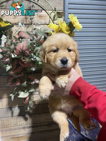 Gorgeous Golden Retriever Puppies