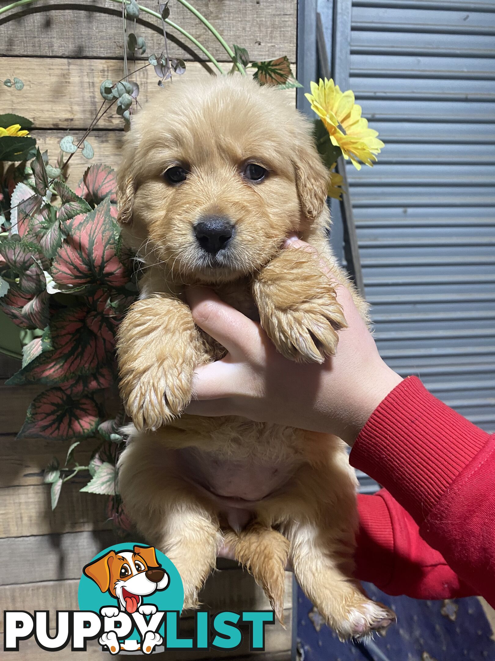Gorgeous Golden Retriever Puppies