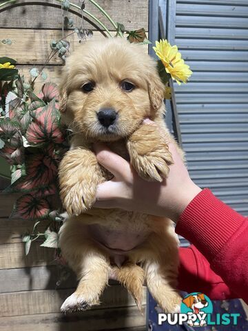 Gorgeous Golden Retriever Puppies